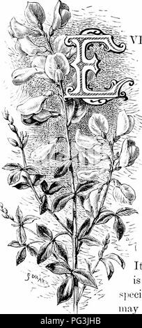 . Vertraute Garten Blumen. Blumen, Pflanzen, Zierpflanzen ; Blumenkultur. CYTISUS oder Blatt: BEOOM. (JilHsiis raecmosiis. Sehr weiß man tliis alten grünen - honse Favorit. Wir haben es als "ilescribed grünen Besen / 'Leeaiise einige der Besen sind ohne Blätter. Wahre Genistas sollte hav^e Stacheln; wahre SjiartiumSj Rush - wie ^ blattlosen Stängel; und wahrer Cytisus sollten Blätter und keine Stacheln. Es gibt keine weitere nützliche Werk in Cul-Tivation als dieses für deeora urposes-]). Es ist also fast Hardy^, auf einer trockenen, sandigen Boden es einem durchschnittlichen Winter sogar in der Nähe von London, in der Nähe von Verwandten, ([/jfim Stockfoto