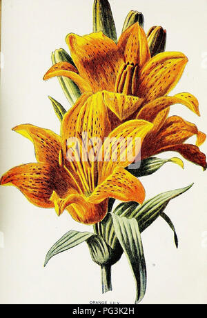 . Vertraute Garten Blumen. Blumen, Pflanzen, Zierpflanzen ; Blumenkultur. ORANGE Lilie. Bitte beachten Sie, dass diese Bilder sind von der gescannten Seite Bilder, die digital für die Lesbarkeit verbessert haben mögen - Färbung und Aussehen dieser Abbildungen können nicht perfekt dem Original ähneln. extrahiert. Hibberd, Shirley, 1825-1890; Hulme, F. Edward (Frederick Edward), 1841-1909. London: Cassell Stockfoto