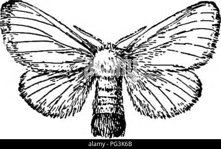 . Wichtige Hinweise auf die Sinti und Roma und Brown-tail Motten. Schwammspinner; Browntail Motte. Platte III. Abb. 1. Bitte beachten Sie, dass diese Bilder sind von der gescannten Seite Bilder, die digital für die Lesbarkeit verbessert haben mögen - Färbung und Aussehen dieser Abbildungen können nicht perfekt dem Original ähneln. extrahiert. Rhode Island. Kommissar für die Unterdrückung der Sinti und Roma und Brown-Tail Motten. Providence, R.I.: E.L. Freeman &Amp; Söhne Stockfoto