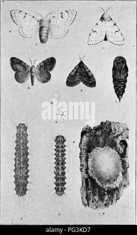 . Wichtige Hinweise auf die Sinti und Roma und Brown-tail Motten. Schwammspinner; Browntail Motte. Platte I.. Der Schwammspinner 1-S, weiblichen Motte. 2-4, männliche Motte. 5, Puppe. 6-7, Raupen - Noch ein voll entwickelt ist als die andere. 8-Egg Mass 2 -10, Eier vergrößert. Von speziellen Bericht über die schwammspinner von der Massachusetts State Board von Landwirtschaft, 1897.. Bitte beachten Sie, dass diese Bilder sind von der gescannten Seite Bilder, die digital für die Lesbarkeit verbessert haben mögen - Färbung und Aussehen dieser Abbildungen können nicht perfekt dem Original ähneln. extrahiert. Rhode Island. Kommissar für die Suppre Stockfoto