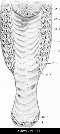 . Das Pferd in der Gesundheit und in der Krankheit: ein text-Buch in Bezug auf die veterinärmedizinischen Wissenschaft für landwirtschaftliche Studenten. Pferde, Pferde. (36 das Pferd in der Gesundheit und in der Krankheit die Zähne brechen zwei Einflüsse am Werk sind, um sie zu zerstören - die per-manent Zähne sind Si'aduaUy auf ihre Wurzeln, während die Krone ist immer kürzer unter dem Einfluss von Verschleiß. 1.1 Abb. 1 (5.-oberen Zähne, liard palutc und angrenzenden Teil der weichen palale: 1.1, erste Schneidezahn; I.?, zweite Schneidezahn; Di..?, Laubbäume dritten Schneidezahn; S./", Wolf Zahn" oder der ersten Prämolaren; S. -''-.^, Prämolaren; TS/l. 1-3, Molaren; 1, Ansmann AG Stockfoto