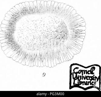 . Icones plantarum formosanarum Nec nicht et contributiones ad floram formosanam; oder, Icones der Pflanzen von Formosa, und Materialien, die für die Flora der Insel, basierend auf einer Studie der Sammlungen des Botanischen Umfrage der Regierung von Formosa. Botanik. F Hayami. del Ylto. sculp.. Bitte beachten Sie, dass diese Bilder sind von der gescannten Seite Bilder, die digital für die Lesbarkeit verbessert haben mögen - Färbung und Aussehen dieser Abbildungen können nicht perfekt dem Original ähneln. extrahiert. Hayata, Bunzo?; Taiwan. Shokusankyoku. Wurde, Pub. Durch das Büro der produzierenden Industrie, Gove Stockfoto