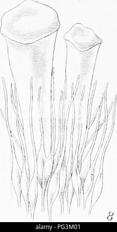 . Icones plantarum formosanarum Nec nicht et contributiones ad floram formosanam; oder, Icones der Pflanzen von Formosa, und Materialien, die für die Flora der Insel, basierend auf einer Studie der Sammlungen des Botanischen Umfrage der Regierung von Formosa. Botanik. . Bitte beachten Sie, dass diese Bilder sind von der gescannten Seite Bilder, die digital für die Lesbarkeit verbessert haben mögen - Färbung und Aussehen dieser Abbildungen können nicht perfekt dem Original ähneln. extrahiert. Hayata, Bunzo?; Taiwan. Shokusankyoku. Wurde, Pub. Durch das Büro der produzierenden Industrie, Regierung von Formosa Stockfoto