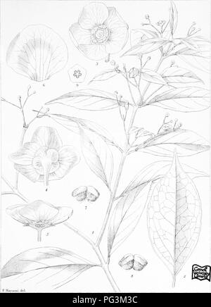 Diese botanische Arbeit erforscht die Pflanzenarten von Formosa (dem heutigen Taiwan) und bietet detaillierte Illustrationen und Beschreibungen verschiedener Flora, die auf der Insel heimisch ist. Es konzentriert sich auf Beiträge zur Flora der Insel und hebt Arten hervor, die für die botanische Forschung von Interesse sind, und ihre ökologische Bedeutung hervor. Stockfoto