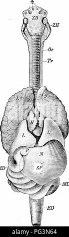 . Ein Handbuch der Zoologie. Zoologie. Iv. VERTEBRATA: REPTILIA. 523 reagiert Knochen von der gegenüberliegenden Seite]) y eine doppelte Symphyse. In den Schultergürtel Schulterblatt und coracoid allein sind konstant, ein schlüsselbein auftreten. MD t-MD Abb. 573.-^ Eingeweide von Alligator (von wiedersheim). ED, Rektum; H, Herz; L, Leber; Lj, Lunge; M, Magen, Beihilfe, Darm; Oe, Speiseröhre; P, pylorus; Tr, der Luftröhre; ZB, Körper der hyoid; ZH, seine comua;*, Perforationen der hyoid. ring in Schildkröten und Eidechsen, im letzteren eine episternum (Abb. 521). Von erheblicher Bedeutung ist die systematische Stellung des Fußgelenks. Bitte nicht Stockfoto