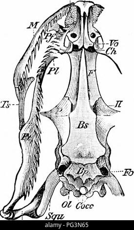 . Ein Handbuch der Zoologie. Zoologie. Iv. VERTEBRATA: REPTILIA. 521 Klasse I. Reptilia. Aufgrund der Ähnlichkeit der Form, der Reptilien und Amphibien wurden lange ungebundene. Sie bilden parallele Gruppen: urodeles und Eidechsen, Frösche und Schildkröten, cceciUans und Schlangen. Damit die Punkte der Unterscheidung muss betont werden. Die wichtigsten sind zwei: die Reptilien gehören zu den Amniota und als solche, die die embryonale Merkmale der Gruppe haben; zweitens, obwohl oft aquatischen, sind sie, in der ganzen Abwesenheit von Branchial respira-, im Charakter der Haut und Skelett, in ihrer ganzen Struktur, wie das echte Landtiere Stockfoto