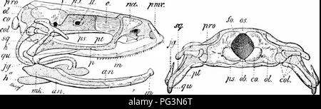 . Ein Handbuch der Zoologie. Zoologie. Iv. VERTEBRATA: Amphibien, 515 Gelenkknorpel teil, wie der quadratische, selten incompjletely Verknöchert. Vomers, Bahnhof Châteaucreux und pterygoids Erscheinen an der Schädelbasis, alle drei bilden eine kontinuierliche Bogen im Anura; vor Ihnen liegen die premaxillaries, und in den meisten Fällen maxillaries. Zwischen dem Ende des maxillaries behindern und die Quadratische kann es eine Lücke sein, oder es kann durch eine jugal überbrückt werden. Durch die modifica-J' "f JT. Abb. 566.- Seitliche und behindern einen Blick auf Frosch Schädel fafter Parker). Briefe für diese und 565: Qh, angulare; Als, alisphenoid Knorpel; Stockfoto