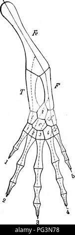 . Ein Handbuch der Zoologie. Zoologie. Iv. VERTEBRATA: AMPHIBIA. 513 MONOPNEUMONIA, mit einem schwimmblase: Ceratodus, Australien. Dipneu - MONIA, witli zwei Blasen: Proloptenis, Afrika; Lepidosiren, Südamerika. Die Larven der beiden haben vier Paare von Kiemen, von denen drei in Protop - Lenis erhalten bleiben. Vielleicht die Paläozoischen Arthrodira, einige der gigantischen Größe (Diniclithys), gehören hierher. Klasse III. Amphibia. Es gibt zwei Ansichten über den Ursprung der Amphibien. Nach einem Sie stammen aus Crossopterygian ganoids; der andere ist, dass Sie von der Dipnoi gekommen sind. Die Klasse zeichnet sich aus Stockfoto