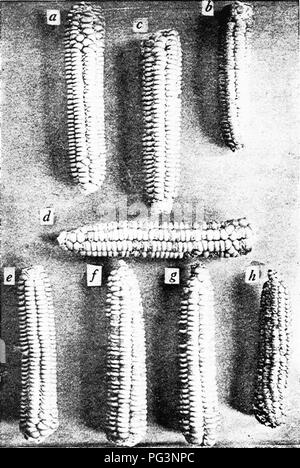 . Botanik für landwirtschaftliche Studenten. Botanik. 548 VERERBUNG. Abb. 477. - Mendelism in der Vererbung von Stärkehaltigen und nicht bewiesen - stärkehaltige Endosperm in Mais. In der obersten Zeile, das Ohr c zeigt die mitzutei- ate Ergebnis erzielt, wenn der stärkehaltige Elternteil (a) und nicht-stärkehaltige Elternteil (6) überschritten werden. Es ist offensichtlich, dass starchness völlig dominant ist, d, ein Ohr mit Fi-Kernels, die aus dem Kreuz, mit der Trennung von starchiness und nicht-starchiness. Untere Reihe, Ohren von Pflanzen aus Kerne von d gewachsen. e, f und g, Ergebnis aus stärkehaltigen Pflanzen Samen. Ein Ohr aus den drei ist reine stärkehaltige, h, re Stockfoto