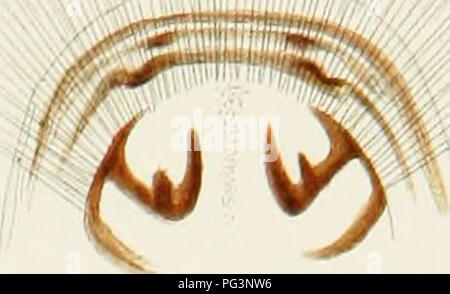 Diese Arbeit von Edward Sylvester Morse konzentriert sich auf die Erforschung lebender Brachiopoda, einer Gruppe von Meerestieren mit bivalartigen Muscheln. Es dokumentiert ihre Anatomie, ihr Verhalten und ihren Lebensraum und trägt zum Verständnis dieses alten Phyls bei. Brachiopoden waren einmal mehr verbreitet, aber heute sind sie selten und meist in Tiefseegebieten zu finden. Stockfoto