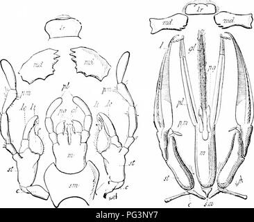 Dieses zoologische Handbuch bietet detaillierte Beschreibungen von Arthropoden, einschließlich ihrer Anatomie und der Funktion von Anhängen wie Stipes und Galea. Sie behandelt die Struktur verschiedener Arthropoden und ihre Anpassungen für das Überleben. Stockfoto