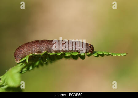 Eine hübsche Sat-motte Caterpillar (Eupsilia Transversa) auf ein Blatt. Stockfoto