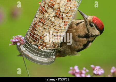 Eine schöne Kinder Buntspecht (Dendrocopos major) Beschickung von eine Erdnuss Einzug. Stockfoto