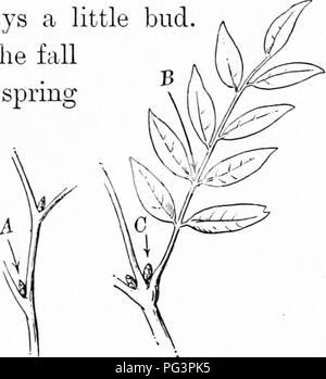 . Elementare Holzbearbeitung. Holzarbeiten; Bäume. Kapitel VIII LAUBBÄUMEN IN ZUSAMMENGESETZTEN BLÄTTERN Der Anfänger wird oft im Zweifel, ob ein Zweig mit mehreren Blättern ist ein zusammengesetztes Blatt oder eine Anzahl einfacher verlässt. Dies ist eine sehr einfache Sache zu entscheiden. Am Ende der Blattstängel, wo das Blatt der Zweig oder l^ Ranch verbindet, ist immer eine kleine Knospe. Wenn das Blatt fällt weg im Fall der Knospe bleibt, und im Frühjahr beginnt anzuschwellen und schließlich entwickelt sich zu einem Blatt. Dieser Knospe dann ist das Versprechen des Blattes im nächsten Jahr, und es ist immer an der Basis der Blattstängel gefunden, wie bei A. gezeigt, gibt es n Stockfoto