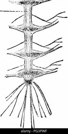 . Ein Handbuch der Zoologie. Zoologie. der nervösen Elemente. In der medusce ein solcher Ort ist der Rand der Glocke; folglich eine stärkere Nerven - Netzkabel viel in Ganglienzellen reicher finden Sie hier. Diese, sowie die Nerv-ring und die 5 radiale Nerven der Stachelhäuter, kann ein zentrales System aufgerufen werden, wodurch die Unterscheidung der Rest des Nervensystems Netzwerk wie das periphere Nervensystem. Ganglionic Zentralnervensystem. - zahlreiche Übergangsformen führen zu den ganglionic Zentralnervensystem der Würmer, Weichtiere und Arthropoden (Abb. 77). Das zentrale Nervensystem besteht hier aus zwei oder mehr Schleifring Stockfoto