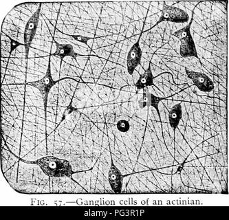 . Ein Handbuch der Zoologie. Zoologie. 86 GEXERAL TRLXCirLES der Zoologie sj tem. In den Ganglien (das Nervensystem eentres Der kist drei Gruppen) das Ganglion Cell in der Regel zu einer einzigen starken Prozess, der, wie immer, reich mit seitlichen Verzweigungen oder Dendriten (Wig zur Verfügung gestellt wird. 77). Die Medulläre Ummantelung und Ummantelung aus Schwann sind in der Regel nicht vorhanden in inverte - brates, auch in den peripheren Nerven. Auf der anderen Seite die wahre Con-leitungskanäle Elemente, die Nerven, haben librilkv seeii in wirbellosen Nerv - tibres, und haben in den Ganglienzellen Zelle, in der die atierent und Efferenten fibri gefolgt. Stockfoto