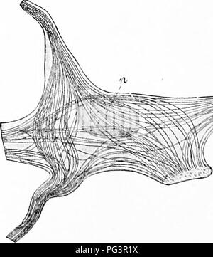 . Ein Handbuch der Zoologie. Zoologie. telegraph System. Diese werden als die specihc Element des Nervensystems eonsiilered zu liegen. Kranke die Wirbeltiere der Ganglienzellen ci; lls Varv stark in Größe; außerdem kleine Elemente es gibt große Zellen, nur übertroffen durch die Eier in der Größe, die entsprechend Hae große Kerne unter Hinweis auf die Germinal esi-cles. Unipolare und bipolare und Multipolare Ganglienzellen werden erkannt, die tlifterences in Abhängigkeit von der Anzahl der Prozesse (Nerv - tibres) entstehen. In multipolare Zellen die Zahl ist groß (Abb. 52) und sie sind in zwei Arten, Dendriten und Axone oder) ictir Stockfoto