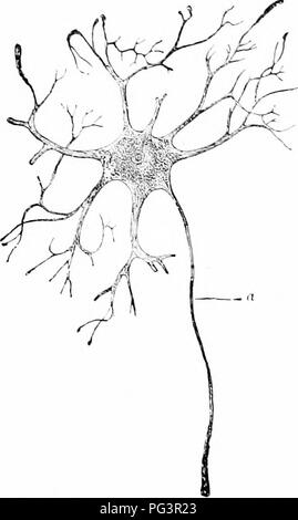 . Ein Handbuch der Zoologie. Zoologie. S4 GEXERAI, TRIXCIPLES der Zoologie. telegraph System. Diese werden als die specihc Element des Nervensystems eonsiilered zu liegen. Kranke die Wirbeltiere der Ganglienzellen ci; lls Varv stark in Größe; außerdem kleine Elemente es gibt große Zellen, nur übertroffen durch die Eier in der Größe, die entsprechend Hae große Kerne unter Hinweis auf die Germinal esi-cles. Unipolare und bipolare und Multipolare Ganglienzellen werden erkannt, die tlifterences in Abhängigkeit von der Anzahl der Prozesse (Nerv - tibres) entstehen. In multipolare Zellen die Zahl ist groß (Abb. 52) und sie sind in zwei k Stockfoto