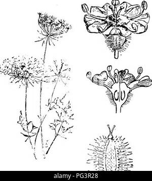 . Botanik für landwirtschaftliche Studenten. Botanik. 488 ANGIOSPERMEN Petersilie (umbelliferae). Â Die Petersilie Familie umfasst etwa 1300 Arten. Die kleine epigynous Blüten in Dolden getragen werden, woher der Name der Familie (Abb. 436). Die Staubgefäße und Teile der Kelch und Krone sind fünf. Der Stempel besteht aus zwei sich teilweise united Samenkapseln, die in den Obst trennen. Karotten, Pastinaken, Sellerie und Fenchel sind Mitglieder dieser Familie. In dieser Familie sind auch einige schlechte Unkraut. Das gift Hemlock {Conium maculatum) und Wasser Hemlock {Cituta maculata) sind zwei sehr giftige Pflanzen, die oft Stockfoto