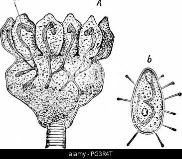 . Ein Handbuch der Zoologie. Zoologie. Allgemeine ANATOMIE 59 diese Tiere in nucleate und anucleate Hälften geschnitten werden kann, den ersten Leben und regeneriert die verlorenen Teile; die anucleate Teil bewegt sich über für eine Zeit, offenbar so lange, wie die gespeicherte Energie dauert, aber es kann nicht assimilieren oder die fehlenden Teile zu reproduzieren und so früher oder später stirbt. Das Zentrosom. - Neben dem Zellkern es häufig Auftritt ein besonderes Gremium im Protoplasma, das zentrosom, welches wegen seiner kleinen Größe und ein ähnliches Verhalten zu achromatin in bezug auf Färbung - Flüssigkeiten, lange übersehen wurde. Es ist gut distribut Stockfoto