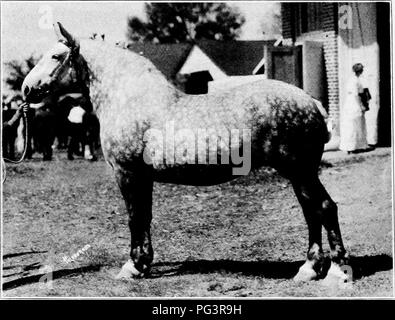 . Eine Geschichte der Percheron Pferd: mit bisher unveröffentlichten Daten über den Ursprung und die Entwicklung der modernen Art der schweren Zug, von authentischen Dokumenten, Aufzeichnungen und Manuskripte in den nationalen Archiven der französischen Regierung ausgearbeiteten, zusammen mit einer detaillierten Beschreibung der Einführung und Verbreitung der Rasse in den Vereinigten Staaten, auf die sich ein Symposium reflektiert die Ansichten der führenden zeitgenössischen Importeure und Züchter berühren die Auswahl, Fütterung und allgemeine Verwaltung der Hengste, Zuchtstuten und Fohlen angehängt wird. Percheron Pferd. 61314 AMOKITA. Meist Stockfoto