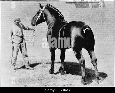 . Eine Geschichte der Percheron Pferd: mit bisher unveröffentlichten Daten über den Ursprung und die Entwicklung der modernen Art der schweren Zug, von authentischen Dokumenten, Aufzeichnungen und Manuskripte in den nationalen Archiven der französischen Regierung ausgearbeiteten, zusammen mit einer detaillierten Beschreibung der Einführung und Verbreitung der Rasse in den Vereinigten Staaten, auf die sich ein Symposium reflektiert die Ansichten der führenden zeitgenössischen Importeure und Züchter berühren die Auswahl, Fütterung und allgemeine Verwaltung der Hengste, Zuchtstuten und Fohlen angehängt wird. Percheron Pferd. KEOTA INSIGHT 107242, Stockfoto
