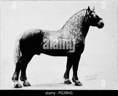. Eine Geschichte der Percheron Pferd: mit bisher unveröffentlichten Daten über den Ursprung und die Entwicklung der modernen Art der schweren Zug, von authentischen Dokumenten, Aufzeichnungen und Manuskripte in den nationalen Archiven der französischen Regierung ausgearbeiteten, zusammen mit einer detaillierten Beschreibung der Einführung und Verbreitung der Rasse in den Vereinigten Staaten, auf die sich ein Symposium reflektiert die Ansichten der führenden zeitgenössischen Importeure und Züchter berühren die Auswahl, Fütterung und allgemeine Verwaltung der Hengste, Zuchtstuten und Fohlen angehängt wird. Percheron Pferd. Hengst (EAIBBOOHEUB Stockfoto