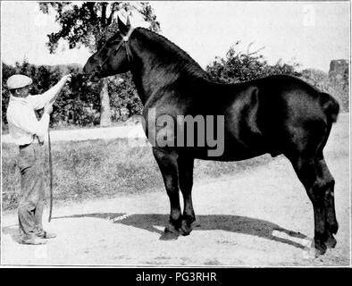 . Eine Geschichte der Percheron Pferd: mit bisher unveröffentlichten Daten über den Ursprung und die Entwicklung der modernen Art der schweren Zug, von authentischen Dokumenten, Aufzeichnungen und Manuskripte in den nationalen Archiven der französischen Regierung ausgearbeiteten, zusammen mit einer detaillierten Beschreibung der Einführung und Verbreitung der Rasse in den Vereinigten Staaten, auf die sich ein Symposium reflektiert die Ansichten der führenden zeitgenössischen Importeure und Züchter berühren die Auswahl, Fütterung und allgemeine Verwaltung der Hengste, Zuchtstuten und Fohlen angehängt wird. Percheron Pferd. INTIMB S7219 (S 315S). Stockfoto