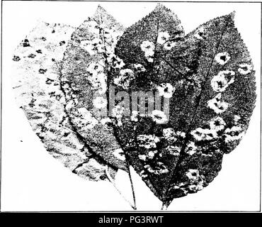 . Handbuch der Früchte Krankheiten. Obst. APPLE KRANKHEITEN 65 Symptome. Die Anwesenheit von Apple - Rost in jedem localit}- kann durch Untersuchen der Apple oder der Zeder erkannt werden. Auf der Apple lässt junge Flecken fovuKl von April bis Juni. Auf den ersten Sie sind auf der oberen Fläche als Minute blass-gelbe Bereiche gesehen. Abb. 17. Â Apple - Rost; auf der unteren Fläche (auf Blatt bei extremen Linken), und auf die Oberseite (drei Blätter auf der rechten Seite). (Abb. 17, rechts). Diese vergrößern, dunkler werden, und schließlich sind orange gefärbt. Auf der oberen Fläche der Spots die Fruchtkörper der naeher untersucht werden entwickeln, zuerst als Minute, Gelb, f Stockfoto