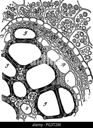 . Die Grundlagen der Botanik. Botanik. 48 BOTANIK. lariform Gewebe sind Massen von weichen Gewebe (Parenchym) und ein paar Spirale Schiffe, die letztere, die in der Nähe der Schwerpunkte des elliptischen Querschnitt der Bündel (s). Umgebung oder zum Teil in der Umgebung des tracheary Teil der Bündel ist eine Schicht von Sieb - Rohre (sp), vom großen Meer getrennt. Abb. 31.-Teil der Querschnitt der flbi'O-vaskuläre Bündel der Unter- schaft des gemeinsamen Bremse - Farn (Pteris aquilina). s, Spirale Schiff; g, ff, scalarlform Schiffe; sp, Sieb-Gewebe; b, fibrösem Gewebe; sg, Bündel-Ummantelung. lariform Ves Stockfoto