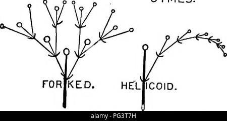 . Die Grundlagen der Botanik. Botanik. Grobe ANATOMT der Blütenpflanzen. XXV II. Blumen in Clustern (Cymes). (Abb. Xx) 1. Seitliche Niederlassungen in allen Teilen der Blüte - Cluster entwickelt - z.b. CE-Cyme lastium abgespalten. CYMEIS.. SCOT? PIOID. Abb. Xx. - Diagramme von drei Formen der cymes. 3. Einige der Seitenzweige regelmäßig unterdrückt, (a) die Unterdrückung aller auf einer Seite - z.b. Hemerocallis. . Hblicoid Ctmb. (5) Die Entstörung abwechselnd auf der einen und der anderen Seite - z.b. Drosera Scorpioid Cyme. (Die letzten beiden sind häufig als falsch Blütenstände.) C gemischt Blütenstände. 1. Oymo-Bolyryose, in whi Stockfoto