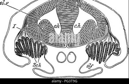 . Die Elemente der Embryologie. Embryologie. S86 ENTWICKLUNG VON ORGANEN IN MAMMALIA. [CHAP; Bild. 127.. Schnitt durch das Gehirn und das Riechorgan oder ein Embryo op Sctllidm.ch. zerebrale hemisplieres; ol. v. olfaktorischen Vesikel; olf. olfaktorische Grube; Sch. Schneiderian falten; 1. die Riechnerven (die Referenz linie wurde versehentlich durch den Nerv durchgeführt, um zu erscheinen, um das Gehirn zu geben); pn. vordere Verlängerung der Zirbeldrüse. histologische Zeichen der Teile des Gehirn hinter der zerebralen Hemisphären, die denen Der spiaal Schnur ist sehr schlüssig gezeigt durch die Prüfung eines Stockfoto