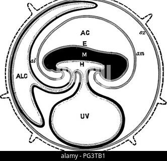 . Die Elemente der Embryologie. Embryologie. Xi.] Das CHORION. Abb. 115. ." 1 ââ-; r = £ h: - -, ich "^349. Diagramm der F (Btal Membranen von einem Säugetier. (Von Turner.) Strukturen whicli sind entweder oder in einem früheren Zeitraum der Entwicklung kontinuierlich mit jedem anderen wurden, sind durch den gleichen Charakter der Schattierung dargestellt. pc. Zona mit zotten; Sz. subzonal Membran; JE. epiblast der Embryo; bin. Amnion; AC. amnionhöhle; M. mesoblast der Embryo; H. hypoblast der Embryo; UV.umbihoal Vesikel; u.a. allantois; Alk. allantoishöhlen. kation der dorsalen Aorta und in den Körper zurück, oder selten t Stockfoto