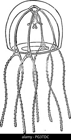 Diese Arbeit beschäftigt sich mit verschiedenen Aspekten der Naturgeschichte, einschließlich physischer Geographie und Astronomie, mit einem Schwerpunkt auf Tierleben. Sie befasst sich mit den Lebenszyklen verschiedener Arten und bietet Einblicke in Ökosysteme und die natürliche Welt, wobei Quallen und Zoophyten besondere Aufmerksamkeit geschenkt wird. Stockfoto
