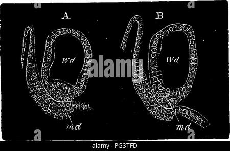 . Die Elemente der Embryologie. Embryologie. 218 Die FOUETH TAG. [CHAP. Fia. 72. Zwei Abschnitte erzeige in der Kreuzung op den Tekminal solide Mullbrian Pobtion der Luftkanal mit den WoLPiTAN Kanal. In dem zweiten Teil des Kanals ist recht deutlich; in B hat es mit dem Mauern des Wolff'schen Kanal. Md. Luftleitung miillerian fVd. Wofflan Luftleitung der Wände des Wolff'schen Kanal, kann es rückwärts von Zellen aus, dass Kanal abgeleitet. Die luftleitung Miillerian iinally erreicht die Kloake, obwohl es nicht in der weiblichen für längere Zeit geöffnet, und in der männlichen nie so. Den vorderen Teil der commen Stockfoto