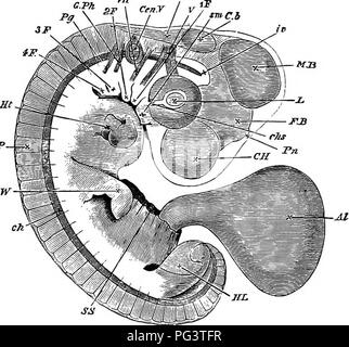 . Die Elemente der Embryologie. Embryologie. vn.] Der Schwanz Falten, Abb. 67. 197. Embeto am Ende op den vierten Tag als transparentes Objekt gesehen. Das Amnion wurde komplett demontiert, das abgeschnittene Ende des somatischen Stiel gezeigt wird bei S.s. mit der allantois (Al.) aus. C. ff Gehirnhälfte. F.3. fore-Gehirn oder Blasen des dritten Ventrikels (thalamenoephalon) mit der Zirbeldrüse (Pn.) projectimgfrom sein Gipfel, J/l5.mid-brain. (76. kleinhirn. Wenn. F. vierten Ventrikel. Z Objektiv. cA.". aderhaut Schlitz. Aufgrund der Zunahme der Exkavation der zwei Schichten, von denen es ist Kom-posed canno Stockfoto