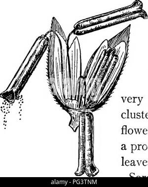 . Natur - Studie; ein Handbuch für Lehrer und Schüler. Die Natur studieren. 3 S6 NATUR - Studie neugierig Blütenstand. Die Quaste an der Spitze ist ein Cluster von staminate Blumen. Beachten Sie die große Menge der Pollen, Shakes, wenn sie reif sind. Dies wird durch den Wind auf die Seide, die Narben des pistillate Blumen durchgeführt. Das Ohr ist wirklich ein Stiel (COB) auf, die in den Reihen der pistillate Blumen, die jedoch reduziert auf Al sind - die meisten nichts aber die Blütenstempel mit der sehr langen STIGMATISCHE Stile reichten, die Seide. Diese Cluster von pistillate/;, Blumen ist in eine schützende Hülle von Lea eingeschlossen Stockfoto