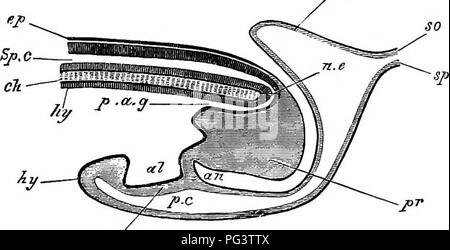 . Die Elemente der Embryologie. Embryologie. Iii.] Die NEUKENTERIC PASSAGE. 73 In die Chorda dorsalis, - wo Letztere verbindet den Primitivstreifen (B). Eine schmale Divertikel aus dieser Passage ist für das weitere - Stationen für eine kurze Strecke entlang der Achse der Chorda dorsalis (A, cK). Nach dem Verfahren der Chorda dorsalis, ist die Passage in eine hypoblastic Divertikel, das sich öffnet, ventral in die Zukunft lumen Der ahmentary Trakt (0) fortgesetzt. Kurz hinter der Stelle, wo der Canalis Passage kommuniziert mit dem Neuralrohr letztere Struktur öffnet sich dorsal, und eine Nut auf der Oberfläche der primi Stockfoto