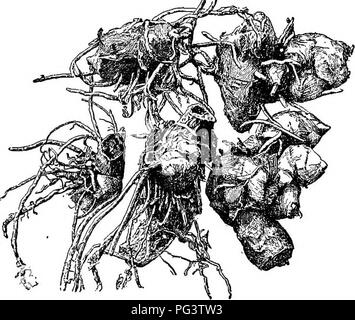 . Cyclopedia der amerikanischen Gartenbau, bestehend aus Anregungen für den Anbau von Gartenpflanzen, Beschreibungen der Arten von Obst, Gemüse, Blumen und Zierpflanzen in den Vereinigten Staaten und in Kanada verkauft, zusammen mit geographischen und Biographische Skizzen. Im Garten arbeiten. 240 CANNA CANTERBURY BELL oder Abgespalten, die Hüllblätter stumpfen, klein und Grün: kelchblätter lanzettlich, Grün, Kin. oder weniger lang; Petalen lanzettlichen,}4 in. lange, mit, Rot gefärbt; Staminodien gesamte, Rot oder Rot-gelb; Lippe die gleiche Farbe, oblanceolate und emar-ginate. Brasilien. Oc. Stengel kahl. D. Blätter grün. 13. com Stockfoto