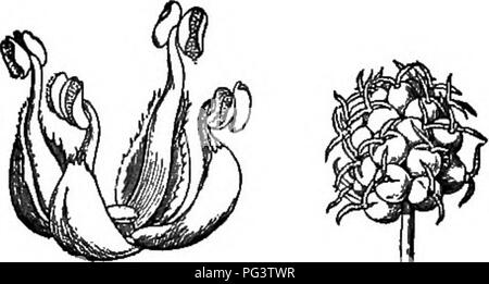 . Grundlagen der Botanik. Botanik; Botanik. MULBERRY FAMILIE 65 verdickte Blütenkelche vieler Blumen; Fruchtknoten sessile; Narben 2, linear, Verbreitung; die fleischigen Blütenhülle inclosing das Ovar bei Fälligkeit.* 1. M. rubra L. Rot Mulberry. Ein kleiner Baum. Blätter herzförmige-eiförmig, oft 3-5-Lappig auf kräftige Triebe, Kegel - an der Spitze hingewiesen, Ripp, raue oben, weiß, dicht wollig unter. Reife Fruchtkörper Spitzen länglich, hängend, dunkel rot oder violett, Essbar. Auf fruchtbaren Boden. Holz sehr langlebig, die Belastung durch das Wetter. 2. M. alba L. White Mulberry. Ein kleiner Baum. Blätter eiförmig, heart-shaped, akute an der Spitze, Stockfoto