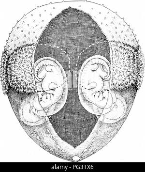 . Die Biologie der Zwillinge (Säugetiere). Zwillinge. TWINNING IN DASYPUS NOVEMCINCTUS 59 der oberen Fötus auf der linken Seite ist der Fötus I, seine Partner ist II; der rechten unteren Fötus ist III und seine Partner ist IV. Abb. ig. - Ein gürteltier Ei etwa sechs Wochen nach der Befruchtung, zeigt die zwei Paare von Föten, die durch die Entfernung eines Teils des Eies Membranen offenbart. Jedes hat seinen eigenen Oval tut, seinen eigenen Amnion, Bauchnabel, etc. Die gepunktete Linien zeigen den boimdaries der ausgebauten Teil der Plazenta Festplatten der nächsten zwei Embryonen. (Siehe Stufe XI.) jedes Fetus hat seinen eigenen Amnion, aber zu dieser Zeit ist die Stockfoto