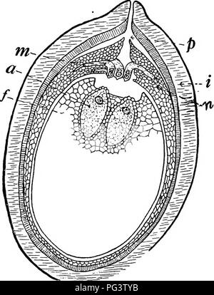 . Botanik für landwirtschaftliche Studenten. Botanik. Weibliche GAMETOPHYTE 449 sporangium als in Selaginella, sondern eine neue Funktion von tiie Palmfarnen ist, dass die megasporangium nicht öffnen, damit der megaspore ausgesetzt werden, und damit auch die weiblichen gametophyte bleibt dauerhaft im sporangium eingeschlossen. Die Entwicklung der weiblichen gametophyte verwendet die meisten der nucellus für Lebensmittel und damit Raum für sich. Wenn die gametophyte ist ausgereift. Abb. 399. - Abschnitt durch eine Cycad Eizelle mit einem ausgereiften gameto-phyte. /, Weiblichen gametophyte mit zwei archegonia (a) gezeigt; m, Micro-Sporen entwickeln Rohre, Stockfoto