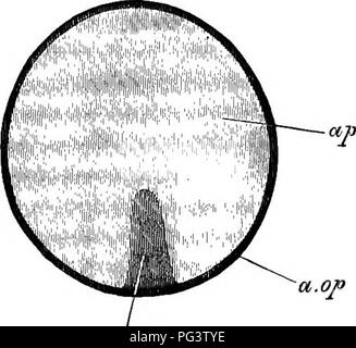 . Die Elemente der Embryologie. Embryologie. Iii.] Der PRIMITIVSTREIFEN. 53 Diese Struktur, und seine Beziehung zu den Embryo, kann immer nur durch Vergleich mit der Entwicklung der niedrigeren Formen von wirbeltieren Lebens verstanden werden. Es wird daran erinnert, dass auf der Oberfläche in Blick auf die Unbebrütetes blastoderm ein kleiner Bogen, in dem, was wir an der posterioren zu Ende, in der Nähe der Kreuzung zwischen der Region und der Bereich opaca pellucida durch seine Mehr undurchsichtiges Erscheinungsbild auszeichnet. In der Oberfläche der Primitivstreifen erscheint als eine lineare Opazität, die allmählich nach vorne wächst aus der Mitte des t Stockfoto