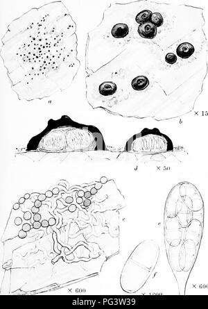 . Eine Monographie der Flechten in Großbritannien gefunden, wird ein Beschreibender Katalog der Arten im Herbarium des British Museum. Flechten. Platte 42. Bitte beachten Sie, dass diese Bilder sind von der gescannten Seite Bilder, die digital für die Lesbarkeit verbessert haben mögen - Färbung und Aussehen dieser Abbildungen können nicht perfekt dem Original ähneln. extrahiert. British Museum (Natural History). Lehrstuhl für Botanik; Crombie, James Morrison, 1833-1906; Smith, Annie Lorrain, 1854-1937. London, Gedruckt im Auftrag des Kuratoriums Stockfoto