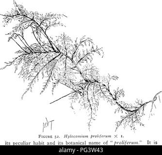. Moose mit einem Hand-Linse; ein nicht-technisches Handbuch der allgemeineren und einfacher erkannt Moose des nordöstlichen Vereinigten Staaten. Moose. Moose MIT EINEM HAND-LENS 113 Hylocomium pkoeifEkum (L.) Lindb. {H. splendens von vielen Autoren), den Berg Farn Moos, obwohl die Zugehörigkeit zu einer unter- schiedlichen Gattung von den anderen fern Moose, ist das beste der con behandelt- bindung mit Ihnen wegen der Ähnlichkeit in der Form. Wie wird durch die Zahlen es ist viel größer und hat einen sehr eigenartigen und charakteristische Gewohnheit gesehen werden. Jedes Jahr die wichtigsten Triebe des Vorjahres entwickelt ein Farn - wie sho Stockfoto