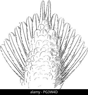 . Die Vögel von Südafrika. Vögel. PTEROCLID^ PTEEOCLURUS 191 Eier sind bräunlich-Rosa, getupft und gestromt aller, besonders am dickeren Ende, mit einem dunkleren Schattierung der Farbe. Sie messen etwa 1-37 X" 93. Eriksson, die Nester später im August gefunden, auch auf dem Limpopo, gibt eine vergleichbare Konto. "Eine Kupplung von zwei Eier, aus etwa zwanzig Meilen nördlich des Oliphants Eiver in Portugiesisch Ostafrika, in der Nähe des Transvaal, Grenze, die von großen Sparrow erhielt am 13. Juni stimmt gut mit der Beschreibung oben gegeben, aber Maßnahme l-o x I'l". Gattung II. PTEROCLURUS. Typ. Pteroclurus, Bp. Co Stockfoto