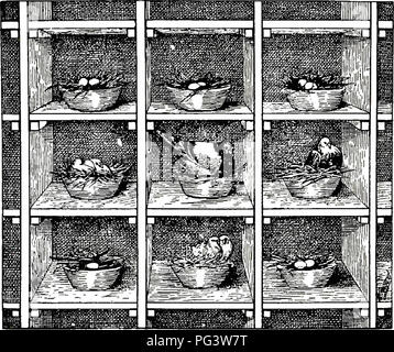 . Profitable squab - Zucht: wie Geld leicht und schnell mit einem kleinen Kapital Zucht Jungvögel bilden. Tauben, Tauben. 28 Tauben. Wenn dies nicht möglich ist, ein 5-pound Bag von Kochsalz kaufen und benetzen Sie ihn. Dann ist es in den Ofen und trocken, wenn es fast genauso hart wie die ursprüngliche Steinsalz. Ein Beutel in jedem Loft und lassen * die Tauben aus der Salz durch die Tasche.. Eine Reihe von Nistkästen" Kohle. Holzkohle hält die Vögel in gutem Zustand und eine Zigarrenkiste voller Holzkohle, gebrochen in Bits über die Größe der Weizenkörner, sollten ständig, bevor die Vögel gehalten werden. Dieser Cru Stockfoto