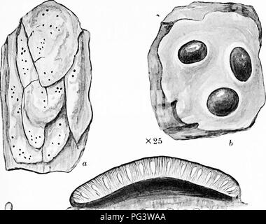 . Eine Monographie der Flechten in Großbritannien gefunden, wird ein Beschreibender Katalog der Arten im Herbarium des British Museum. Flechten. Platte 19. Bitte beachten Sie, dass diese Bilder sind von der gescannten Seite Bilder, die digital für die Lesbarkeit verbessert haben mögen - Färbung und Aussehen dieser Abbildungen können nicht perfekt dem Original ähneln. extrahiert. British Museum (Natural History). Lehrstuhl für Botanik; Crombie, James Morrison, 1833-1906; Smith, Annie Lorrain, 1854-1937. London, Gedruckt im Auftrag des Kuratoriums Stockfoto