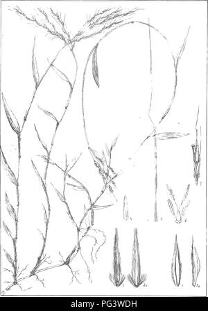 Dieses Buch von J. Medley Wood und Maurice S. Evans erforscht die Flora von Natal, Südafrika und konzentriert sich auf einheimische Pflanzen. Sie bietet detaillierte Beschreibungen, Abbildungen und Einblicke in die wirtschaftliche Nutzung und die einheimischen Namen der Pflanzen. Die Arbeit ist eine wichtige Ressource, um die biologische Vielfalt der Region zu verstehen. Stockfoto