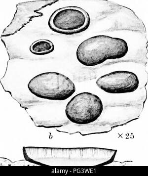 . Eine Monographie der Flechten in Großbritannien gefunden, wird ein Beschreibender Katalog der Arten im Herbarium des British Museum. Flechten. . Bitte beachten Sie, dass diese Bilder sind von der gescannten Seite Bilder, die digital für die Lesbarkeit verbessert haben mögen - Färbung und Aussehen dieser Abbildungen können nicht perfekt dem Original ähneln. extrahiert. British Museum (Natural History). Lehrstuhl für Botanik; Crombie, James Morrison, 1833-1906; Smith, Annie Lorrain, 1854-1937. London, Gedruckt im Auftrag des Kuratoriums Stockfoto